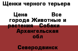 Щенки черного терьера › Цена ­ 35 000 - Все города Животные и растения » Собаки   . Архангельская обл.,Северодвинск г.